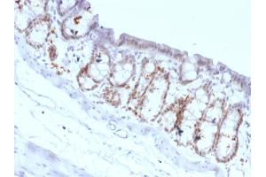 Formalin-fixed, paraffin-embedded Rat Colon stained with FOXA1 Monoclonal Antibody (FOXA1/1518). (FOXA1 anticorps  (AA 372-472))