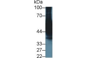 Detection of CYP3A7 in Mouse Cerebrum lysate using Monoclonal Antibody to Cytochrome P450 3A7 (CYP3A7) (CYP3A7 anticorps  (AA 344-497))