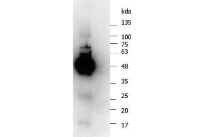 Western Blot of Rabbit anti-NEMO antibody.