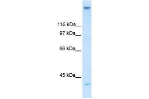 WB Suggested Anti-ZNF318 Antibody Titration:  0. (ZNF318 anticorps  (N-Term))