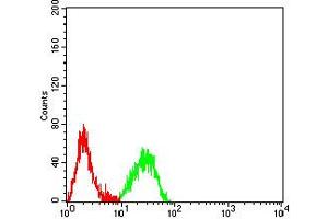 Flow cytometric analysis of Raji cells using CD161 mouse mAb (green) and negative control (red).