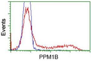 HEK293T cells transfected with either RC212918 overexpress plasmid (Red) or empty vector control plasmid (Blue) were immunostained by anti-PPM1B antibody (ABIN2454509), and then analyzed by flow cytometry. (PPM1B anticorps)