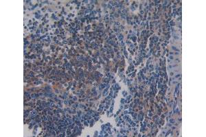 IHC-P analysis of Mouse Tissue, with DAB staining. (S100A9 anticorps  (AA 1-113))