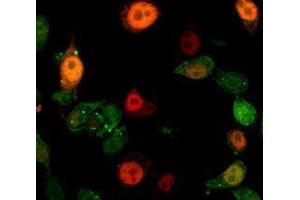 Immunofluorescence (IF) image for anti-Interleukin 1 alpha (IL1A) antibody (ABIN2665123) (IL1A anticorps)