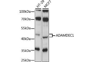 Western blot analysis of extracts of various cell lines, using ADAMDEC1 antibody (ABIN6291725) at 1:1000 dilution. (ADAMDEC1 anticorps)