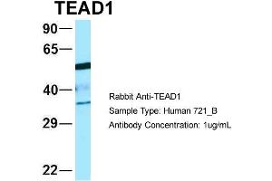 Host: Rabbit Target Name: WT1 Sample Type: 721_B Antibody Dilution: 1. (TEAD1 anticorps  (C-Term))