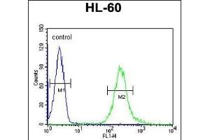 FKBPL Antibody (C-term) (ABIN1881347 and ABIN2840192) flow cytometric analysis of HL-60 cells (right histogram) compared to a negative control cell (left histogram). (FKBPL anticorps  (C-Term))