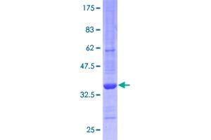 Image no. 1 for Polymerase (RNA) II (DNA Directed) Polypeptide L, 7.6kDa (POLR2L) (AA 1-67) protein (GST tag) (ABIN1315698)