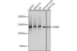 Western blot analysis of extracts of various cell lines, using DDB1 Rabbit mAb (ABIN7266673) at 1:1000 dilution. (DDB1 anticorps)