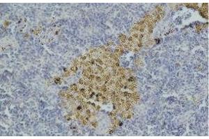 Immunohistochemistry of paraffin-embedded Mouse spleen tissue with CASP8 Monoclonal Antibody
