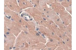 Detection of GPX3 in Mouse Heart Tissue using Polyclonal Antibody to Glutathione Peroxidase 3, Plasma (GPX3)