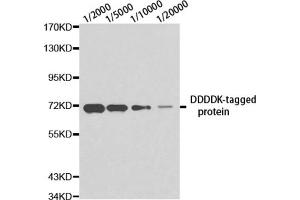 Western blot analysis of over-expressed DDDDK-tagged protein in 293T cell using DDDDK antibody at different dilution. (DDDDK Tag anticorps)