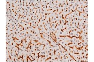 ABIN6267524 at 1/200 staining Mouse liver tissue sections by IHC-P.
