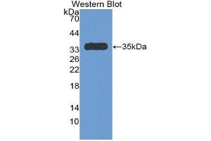 Western Blotting (WB) image for anti-Serpin Family C Member 1 (SERPINC1) (AA 150-426) antibody (ABIN1077811) (SERPINC1 anticorps  (AA 150-426))