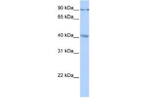 C19ORF15 antibody used at 0.