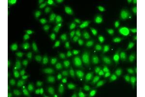 Immunofluorescence analysis of A549 cells using TXNL4B antibody (ABIN5974279). (TXNL4B anticorps)