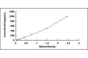 Fibroblast Growth Factor 11 (FGF11) ELISA Kit