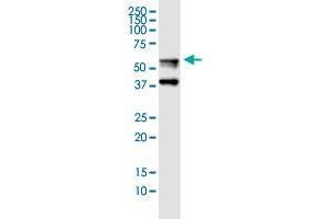 FGB monoclonal antibody (M01), clone 1D7.
