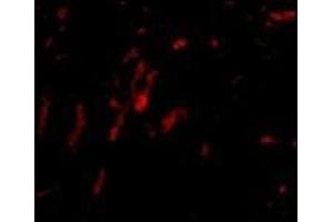 Immunocytochemistry of PARL in 3T3 cells with this product at 2.