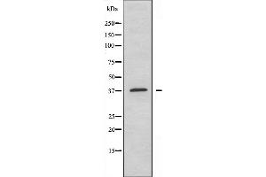 Western blot analysis of extracts from HepG2 cells, using DNAJB4 antibody. (DNAJB4 anticorps  (Internal Region))