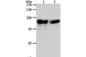 Western Blot analysis of Mouse heart tissue and hela cell using ACO2 Polyclonal Antibody at dilution of 1:400 (ACO2 anticorps)
