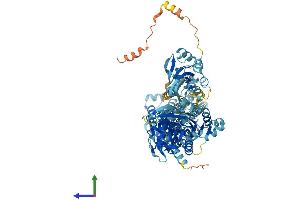 AlphaFold protein structure predicition of Mouse Recombinant Atp2c2 Protein, UniprotID A7L9Z8
