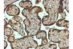 ABIN185384 (4µg/ml) staining of paraffin embedded Human Placenta. (PAI1 anticorps  (Internal Region))