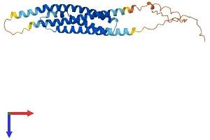 Membrane-Spanning 4-Domains, Subfamily A Member 11 (MS4A11) (AA 1-247) protein (His tag)