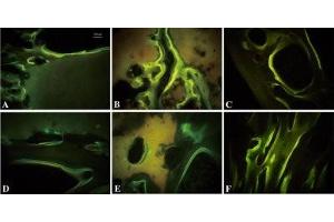 anti-BMP2 + BMP4 antibody