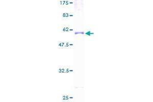 SDS-PAGE (SDS) image for Poliovirus Receptor-Related Immunoglobulin Domain Containing (PVRIG) (AA 38-326) protein (GST tag) (ABIN1316935)