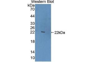 Western Blotting (WB) image for anti-C-Type Lectin Domain Family 10, Member A (CLEC10A) (AA 71-239) antibody (ABIN1858417) (CLEC10A anticorps  (AA 71-239))