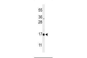Western blot analysis of DAZ Antibody (C-term) (ABIN653931 and ABIN2843163) in  cell line lysates (35 μg/lane). (DAZAP2 anticorps  (C-Term))