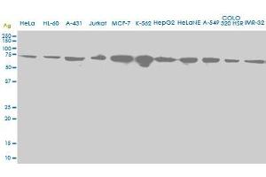 Western Blotting (WB) image for anti-Heat Shock 70kDa Protein 2 (HSPA2) (AA 1-640) antibody (ABIN598754) (HSPA2 anticorps  (AA 1-640))