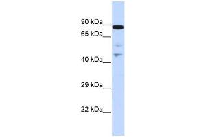 WB Suggested Anti-RAD54L Antibody Titration:  0. (RAD54L anticorps  (N-Term))