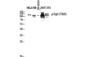 Western Blot (WB) analysis of HeLa KB SH-SY5Y 293T 3T3 lysis using Phospho-Eg5 (T926) antibody. (KIF11 anticorps  (pThr926))