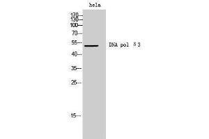Western Blotting (WB) image for anti-DNA polymerase delta catalytic subunit (POL3) (C-Term) antibody (ABIN3174783) (DNA polymerase delta catalytic subunit (POL3) (C-Term) anticorps)