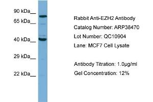 WB Suggested Anti-EZH2 Antibody Titration: 1. (EZH2 anticorps  (N-Term))