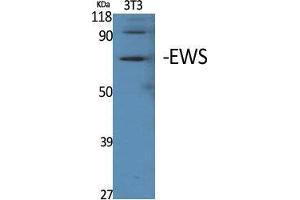 Western Blot (WB) analysis of specific cells using EWS Polyclonal Antibody. (EWSR1 anticorps  (Internal Region))