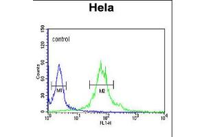 Flow cytometric analysis of Hela cells (right histogram) compared to a negative control cell (left histogram). (Importin 11 anticorps  (N-Term))