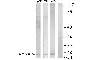 Immunohistochemistry analysis of paraffin-embedded human brain tissue using Calmodulin (Ab-79/81) antibody. (Calmodulin 1 anticorps  (Ser81, Thr79))