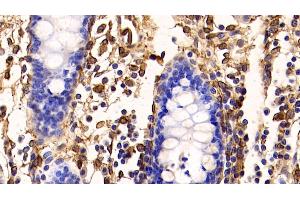 Detection of ANXA5 in Porcine Colon Tissue using Polyclonal Antibody to Annexin V (ANXA5) (Annexin V anticorps  (AA 1-321))