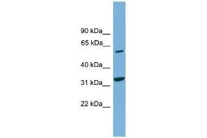 XPNPEP3 antibody used at 0. (XPNPEP3 anticorps  (N-Term))