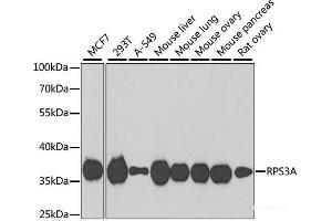 Western blot analysis of extracts of various cell lines using RPS3A Polyclonal Antibody at dilution of 1:1000. (RPS3A anticorps)