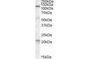 Western Blotting (WB) image for anti-Diacylglycerol Lipase, alpha (DAGLA) (C-Term) antibody (ABIN2466676)