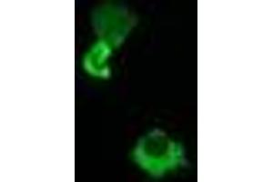 Image no. 2 for anti-Host Cell Factor C2 (HCFC2) antibody (ABIN1498603) (HCFC2 anticorps)