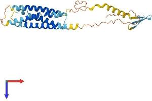 AlphaFold protein structure predicition of Human Recombinant MS4A10 Protein, UniprotID Q96PG2