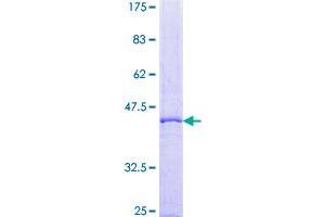 Image no. 1 for BCL2-Related Protein A1 (BCL2A1) (AA 1-175) protein (GST tag) (ABIN1346548)