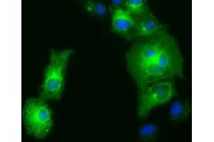 Image no. 2 for anti-Golgi Reassembly Stacking Protein 1, 65kDa (GORASP1) antibody (ABIN1498489) (GORASP1 anticorps)