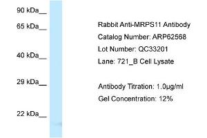 Western Blotting (WB) image for anti-Mitochondrial Ribosomal Protein S11 (MRPS11) (Middle Region) antibody (ABIN971186) (MRPS11 anticorps  (Middle Region))