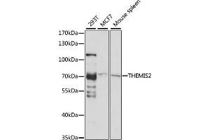 Western blot analysis of extracts of various cell lines, using THEMIS2 antibody (ABIN7266369) at 1:1000 dilution. (C1orf38 anticorps  (AA 1-260))